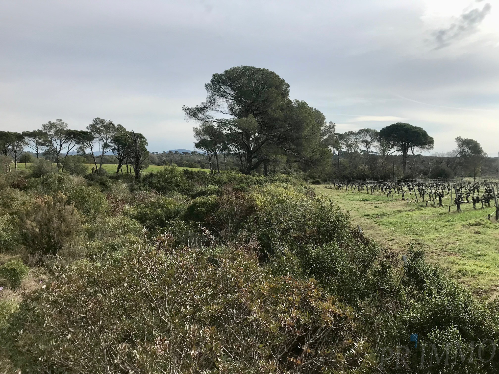 Vente Terrain à Puget-sur-Argens 0 pièce