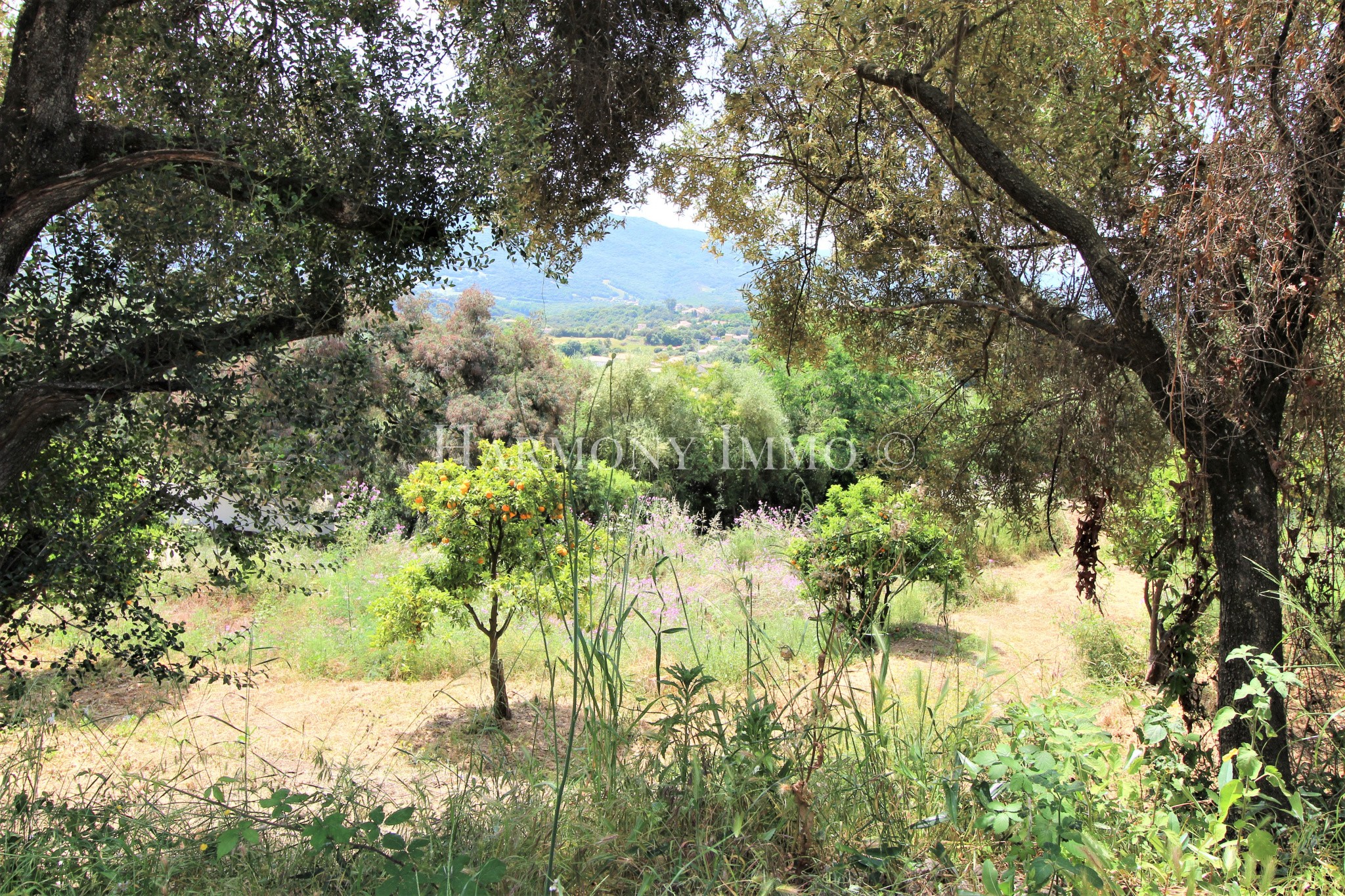 Vente Terrain à Bastelicaccia 0 pièce