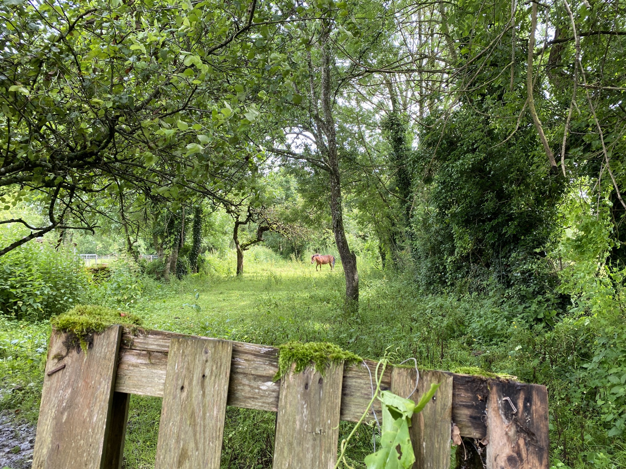 Vente Maison à Cervon 4 pièces