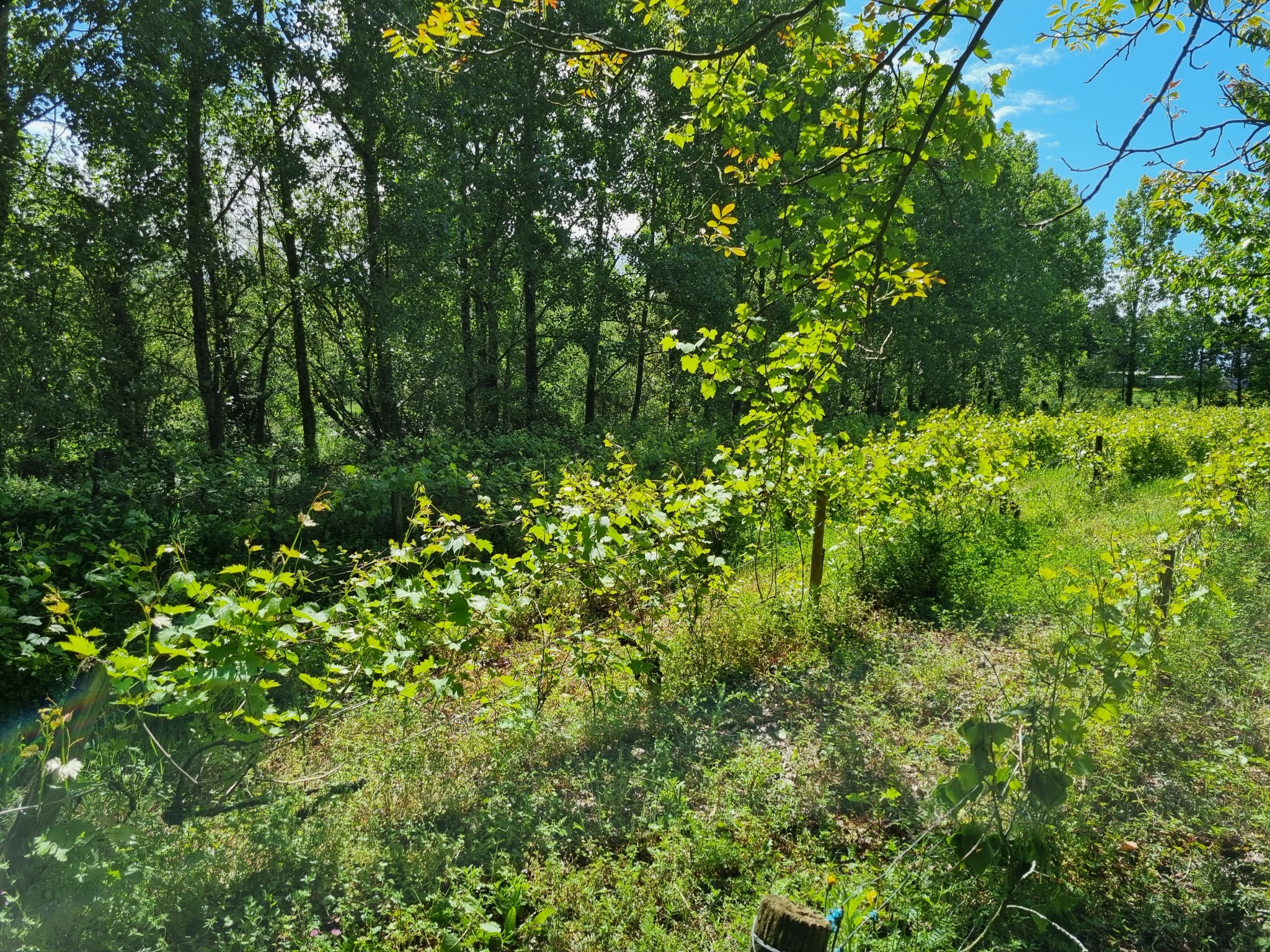 Vente Terrain à Talmont-Saint-Hilaire 0 pièce