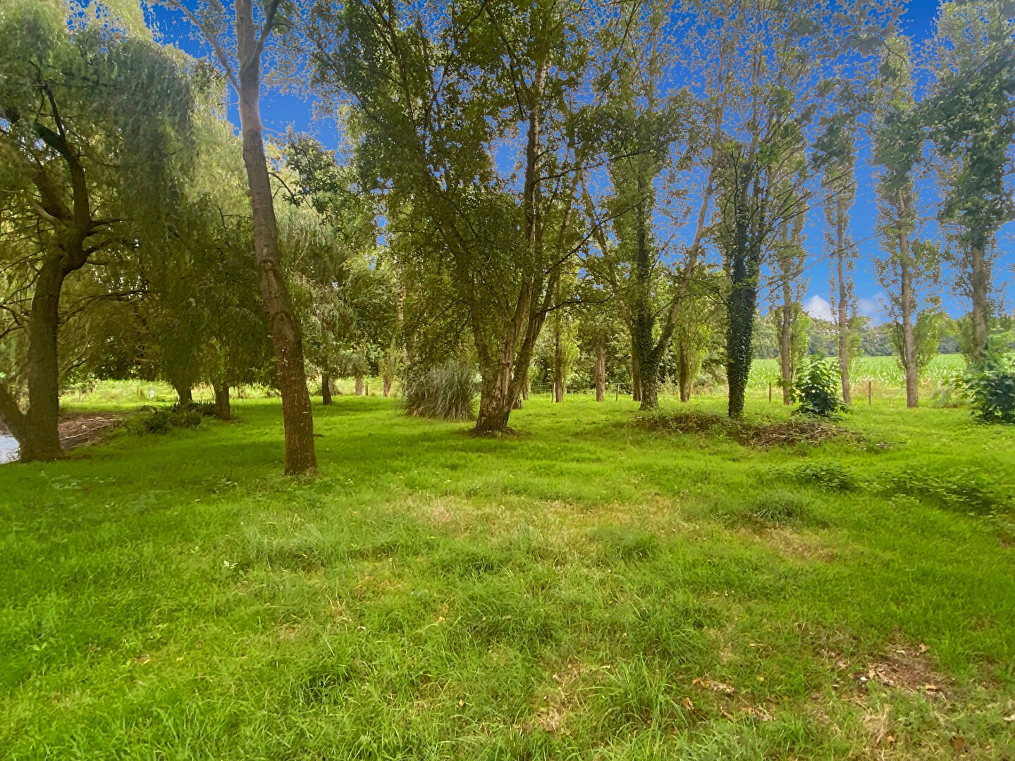 Vente Terrain à Saint-Domineuc 0 pièce