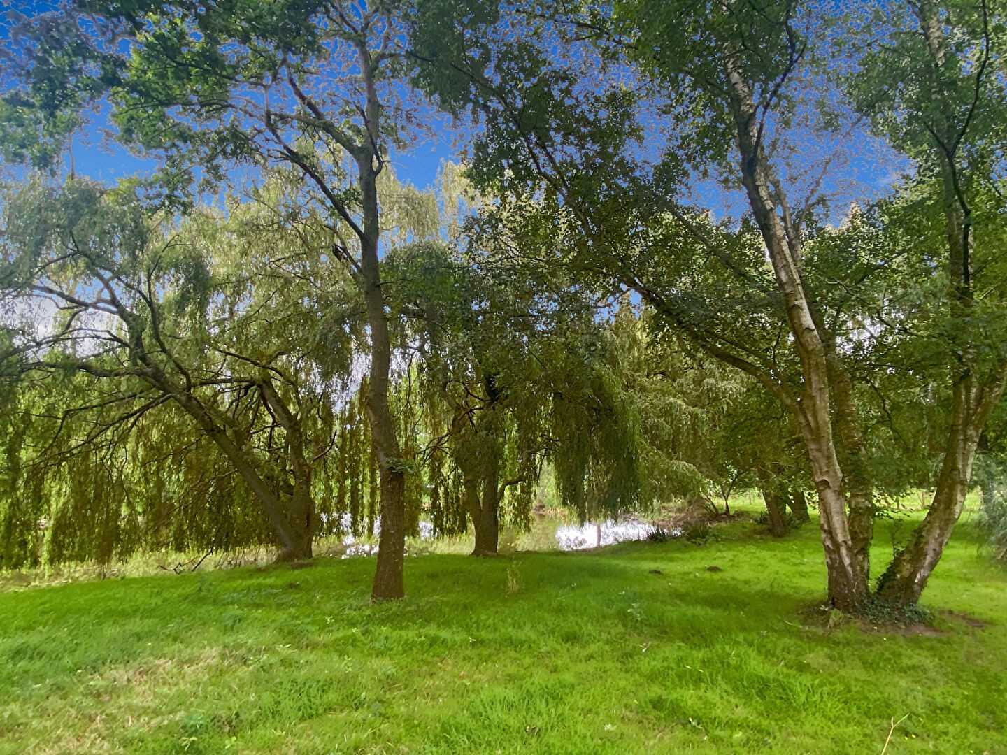 Vente Terrain à Saint-Domineuc 0 pièce