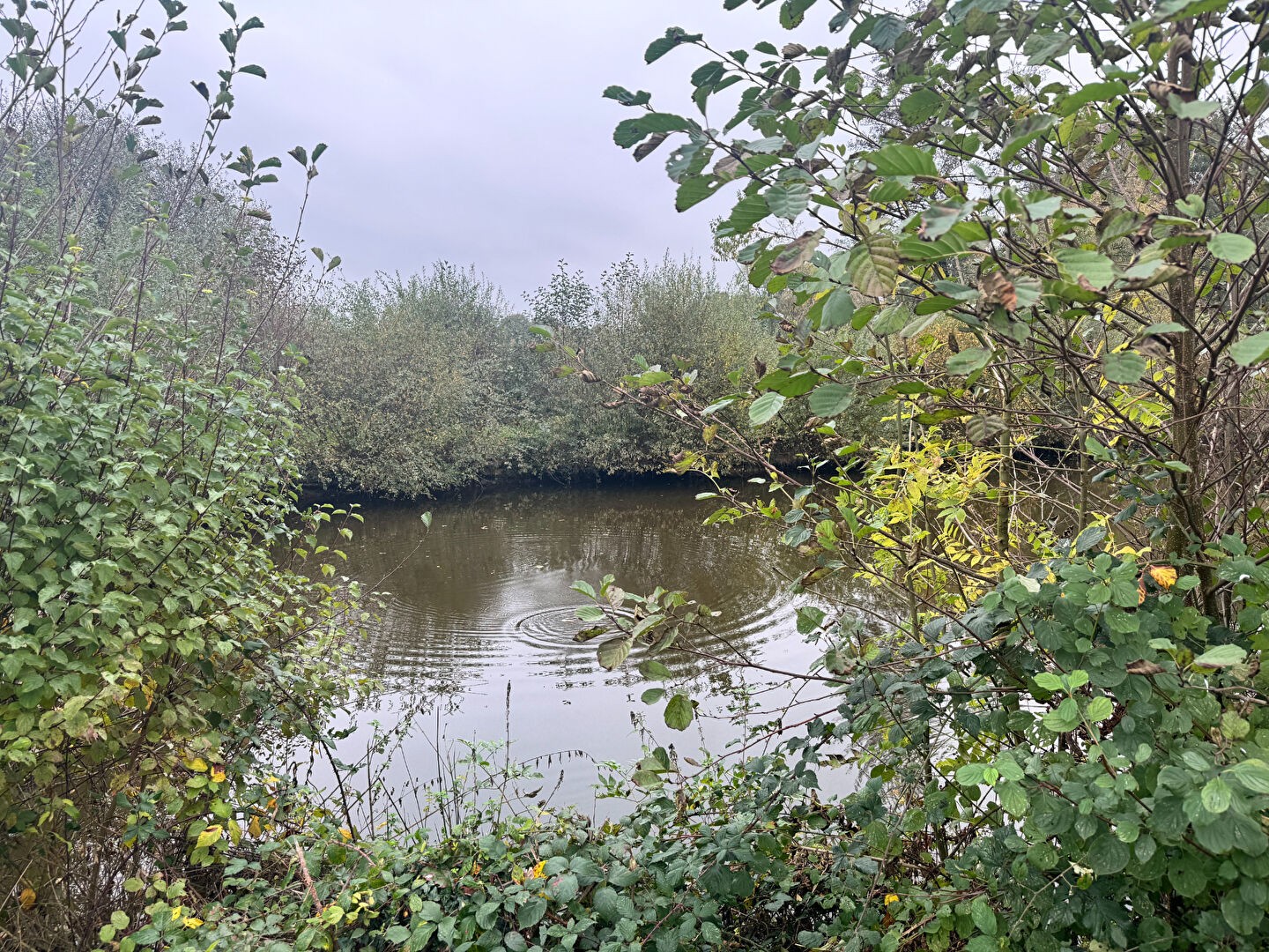 Vente Terrain à le Genest-Saint-Isle 0 pièce