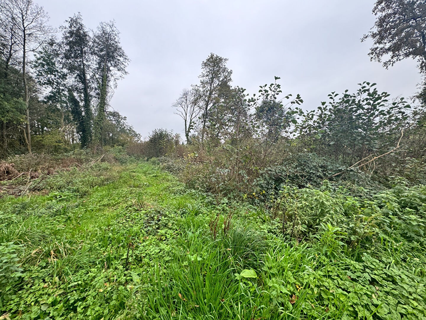 Vente Terrain à le Genest-Saint-Isle 0 pièce