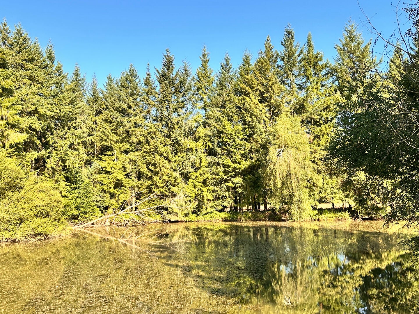 Vente Terrain à Coullons 1 pièce