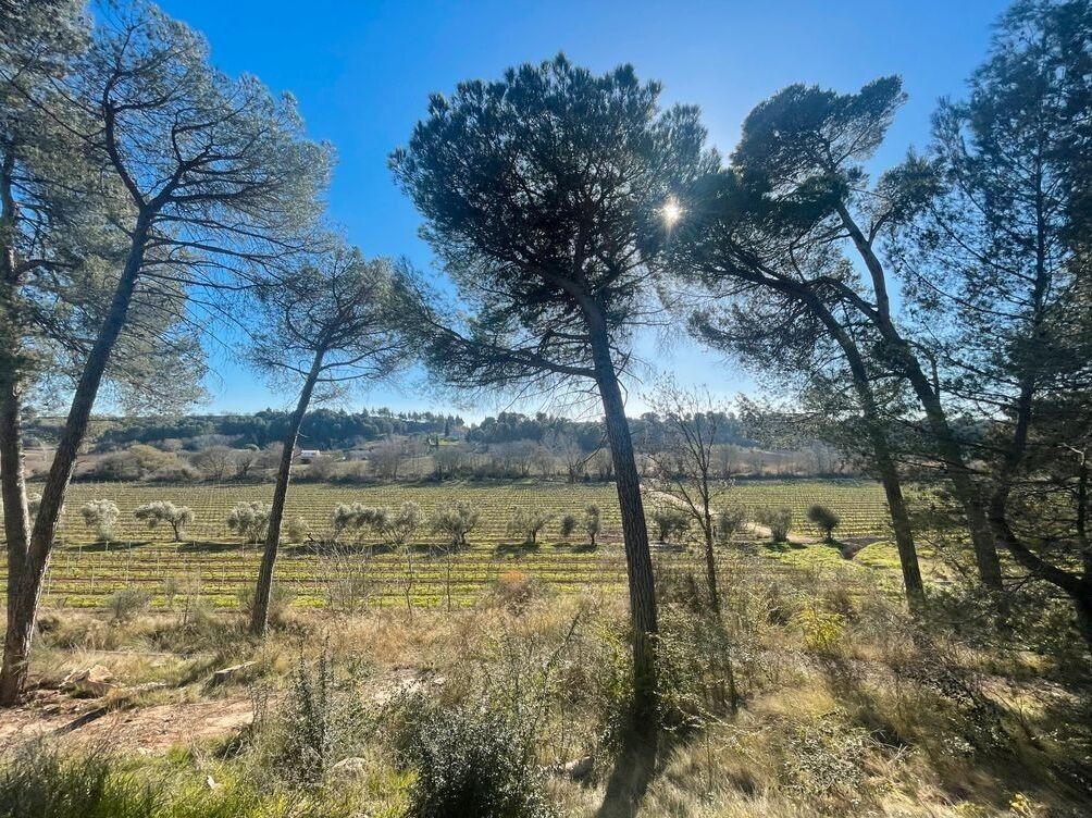 Vente Terrain à Rieux-Minervois 0 pièce