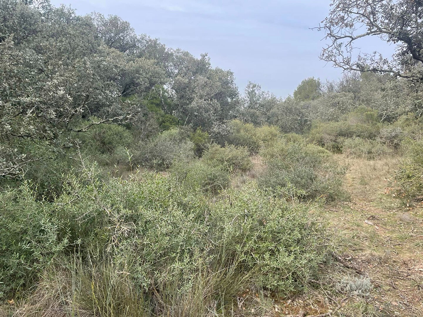 Vente Terrain à Mazan 0 pièce