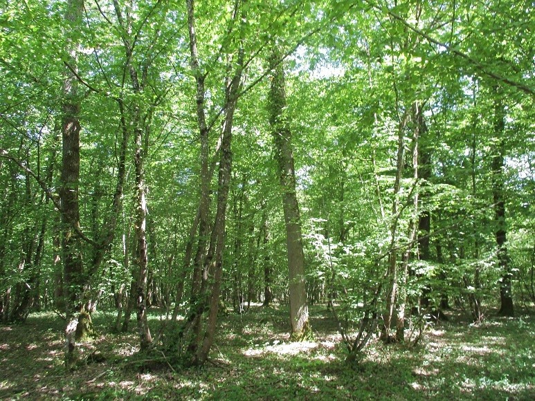 Vente Maison à Perrecy-les-Forges 8 pièces