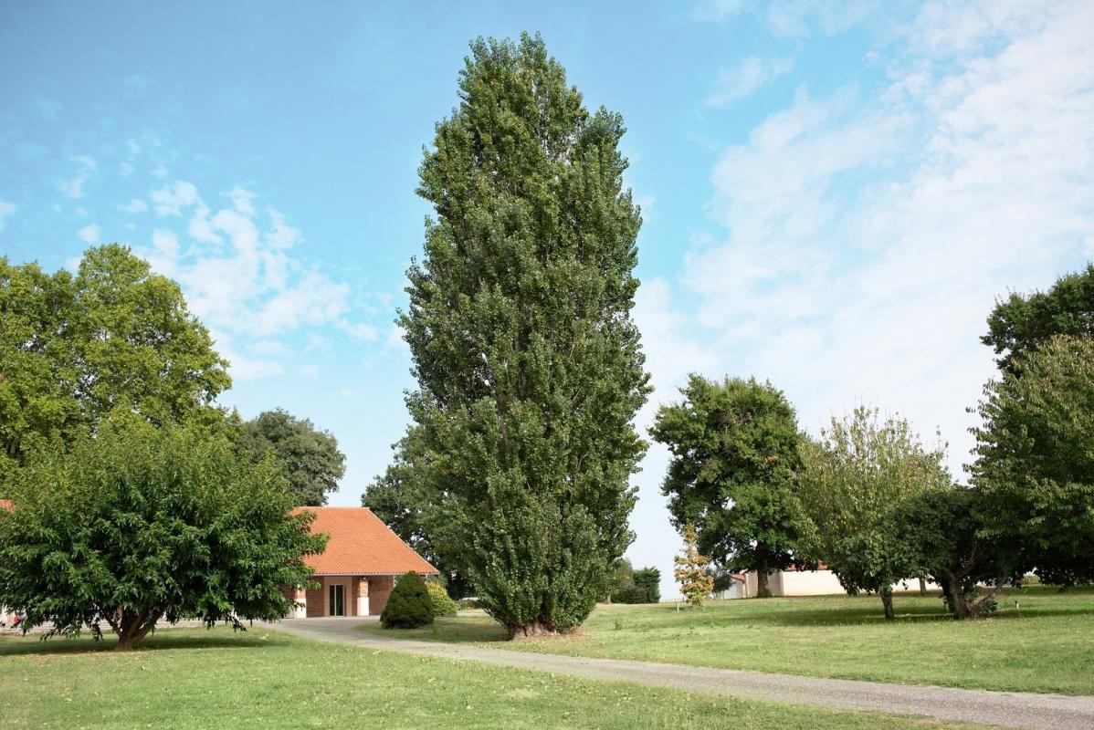 Vente Maison à Caussade 7 pièces