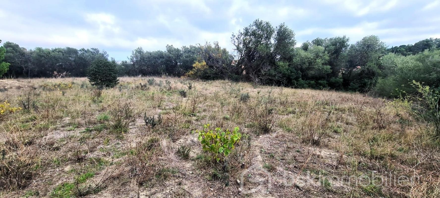 Vente Terrain à la Palme 0 pièce