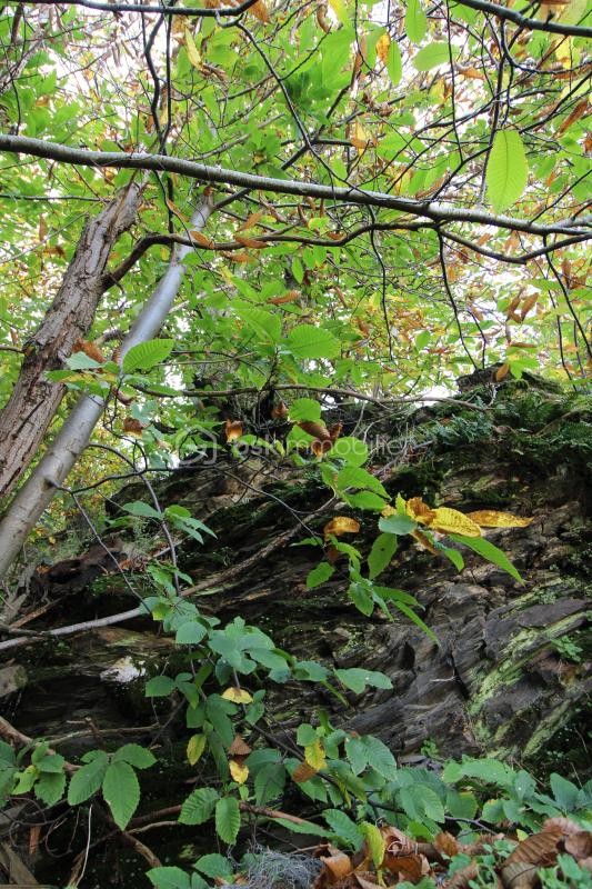 Vente Maison à Saint-Jean-du-Bruel 4 pièces