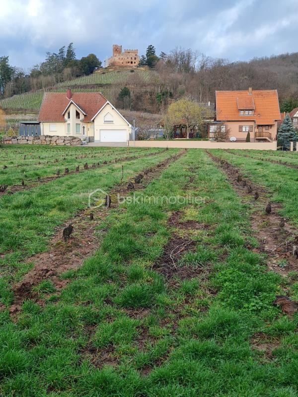 Vente Terrain à Kintzheim 0 pièce