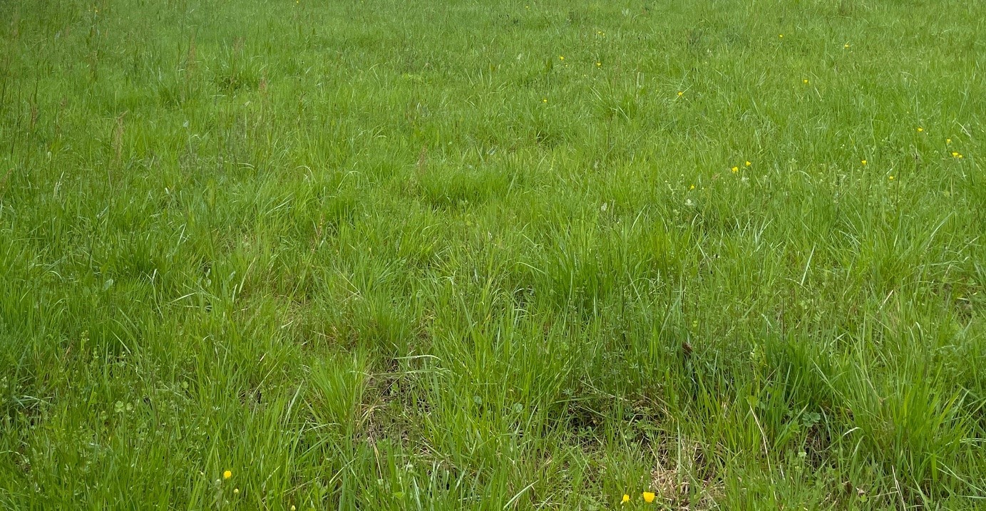 Vente Terrain à Crêches-sur-Saône 0 pièce