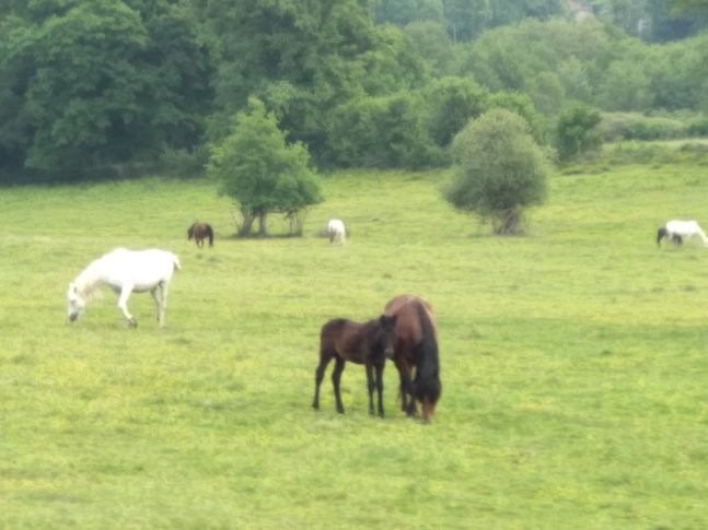 Vente Maison à Chamboret 7 pièces