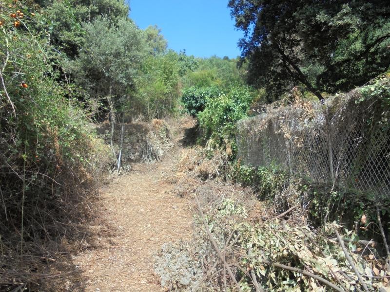 Vente Terrain à Vico 0 pièce