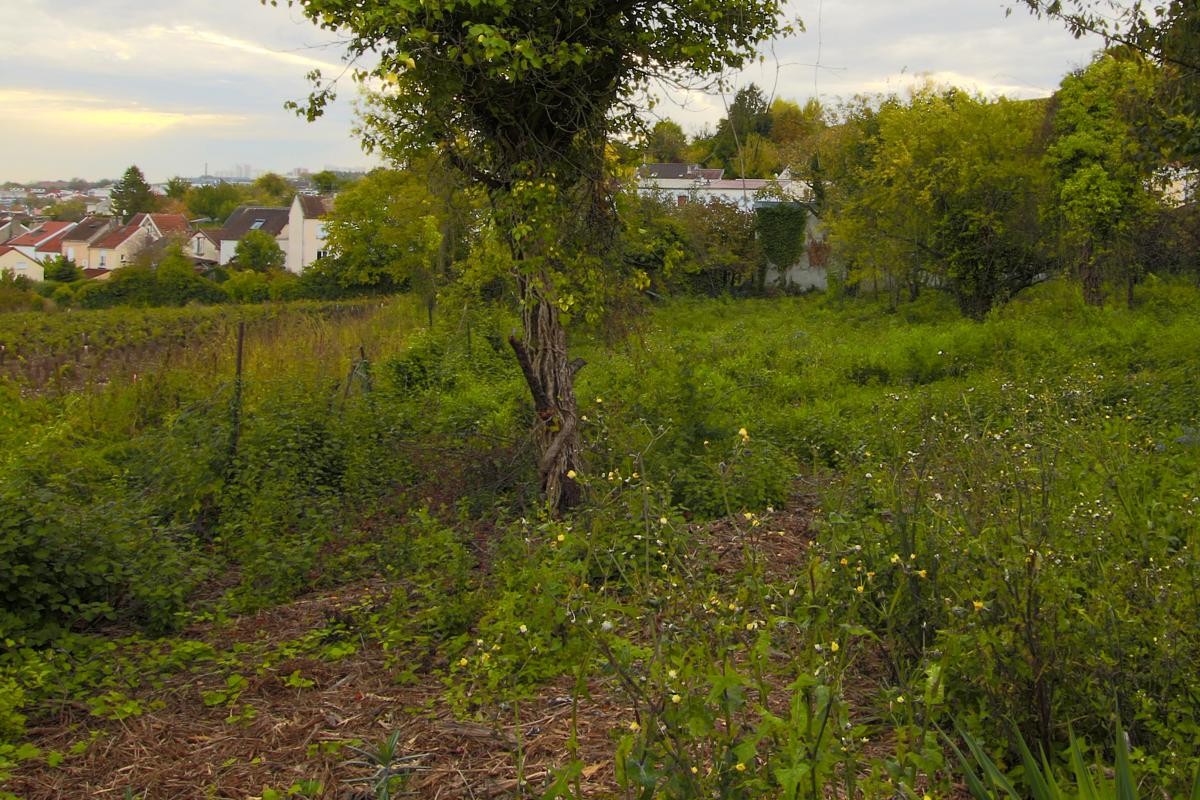 Vente Terrain à Épernay 0 pièce