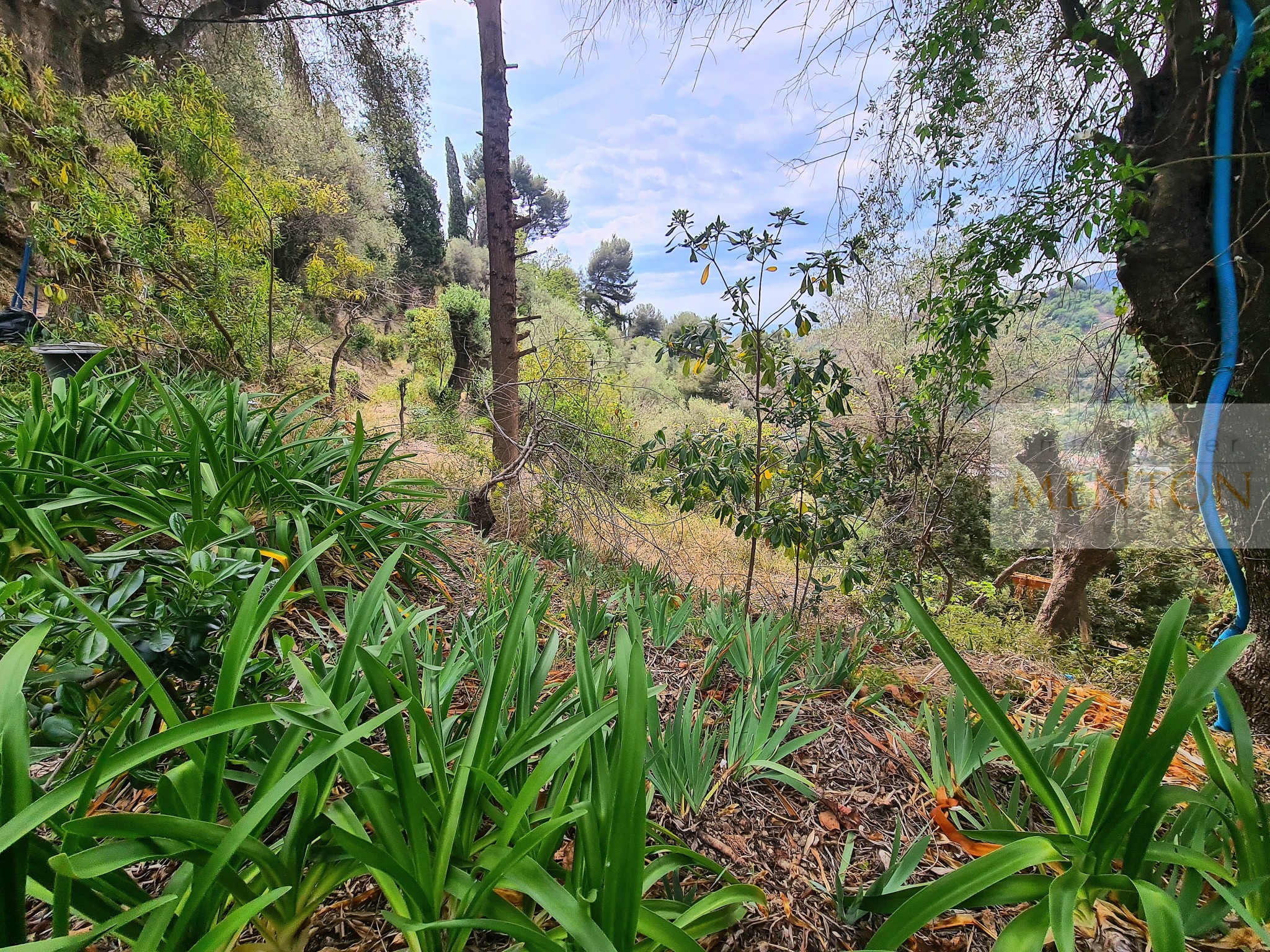 Vente Terrain à Menton 0 pièce