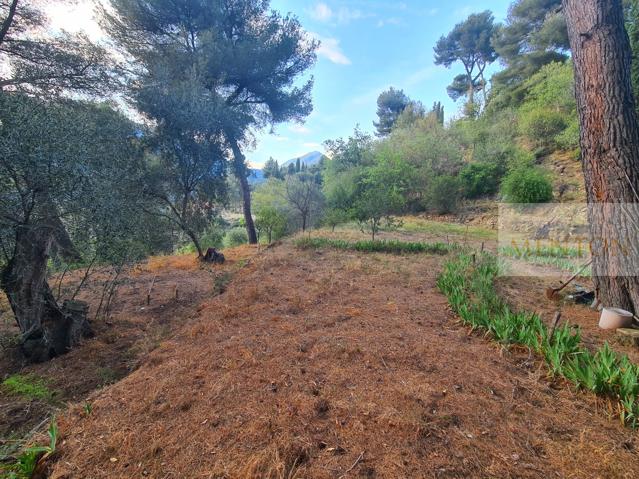 Vente Terrain à Menton 0 pièce