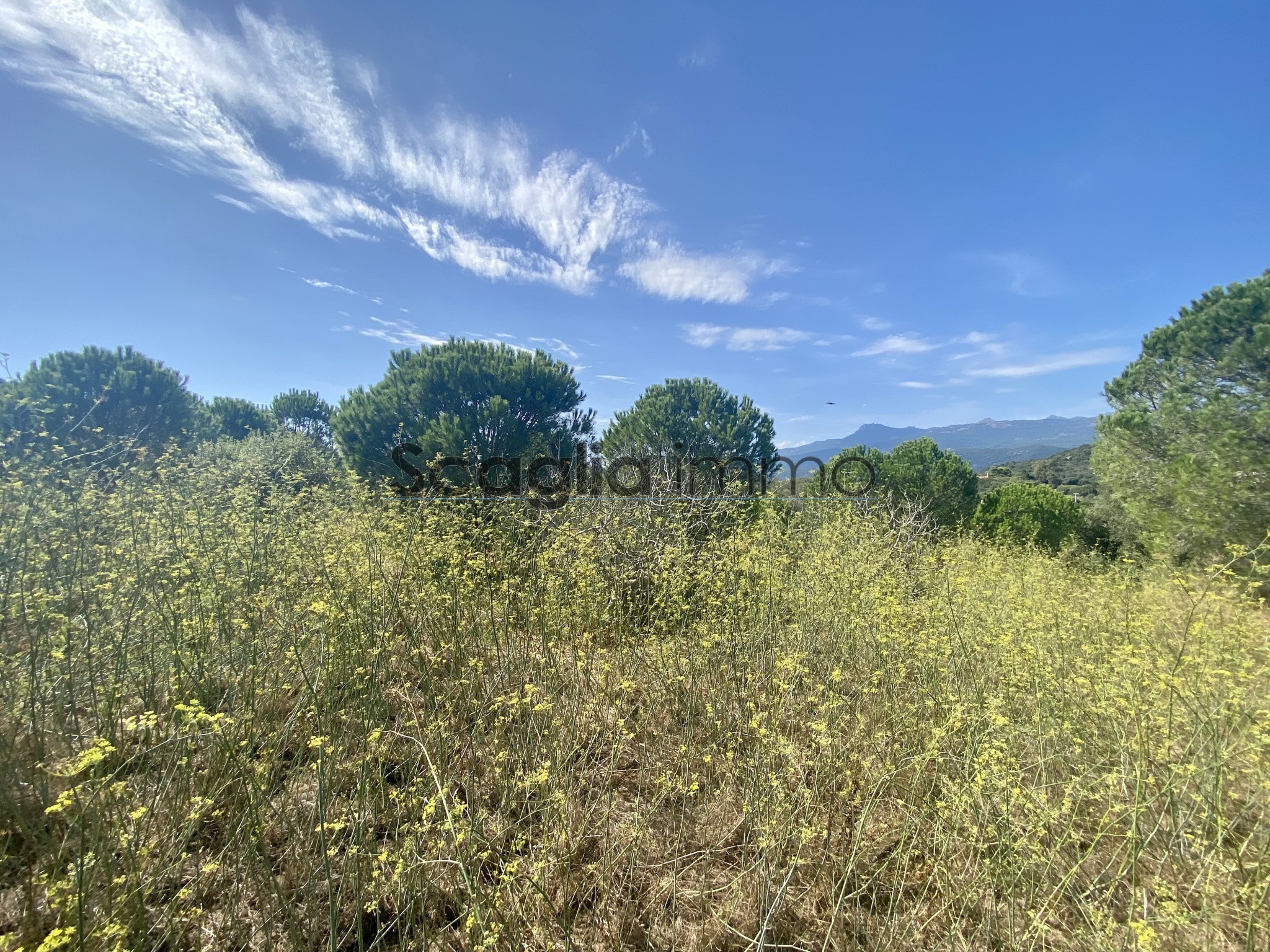 Vente Terrain à Figari 0 pièce